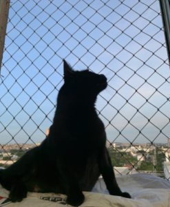 Black Cat Appreciation Day